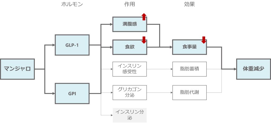 マンジャロが脳と胃に作用して、「食事量が減少する」
