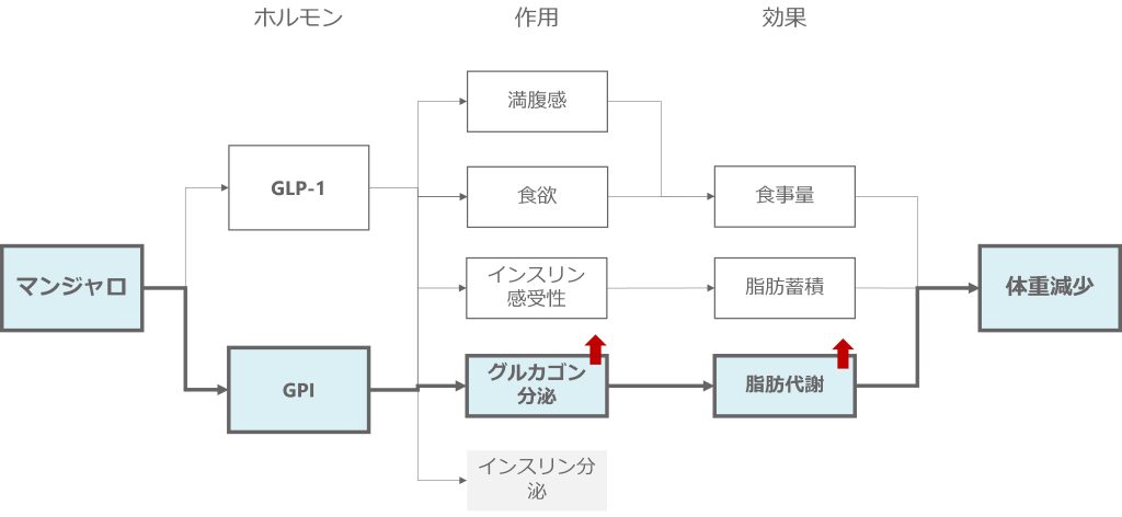 マンジャロによりグルコガンが分泌され、「脂肪代謝が増える」
