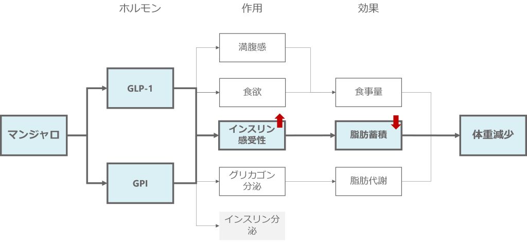 マンジャロによりインスリン感受性が向上し「脂肪蓄積量が抑えられる」