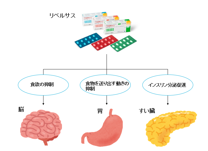 リベルサスの作用、効果