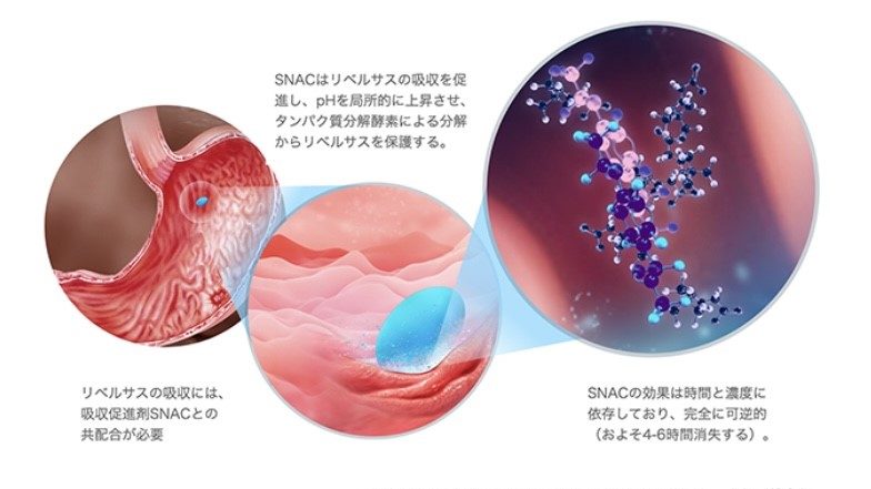 リベルサス吸収のメカニズム